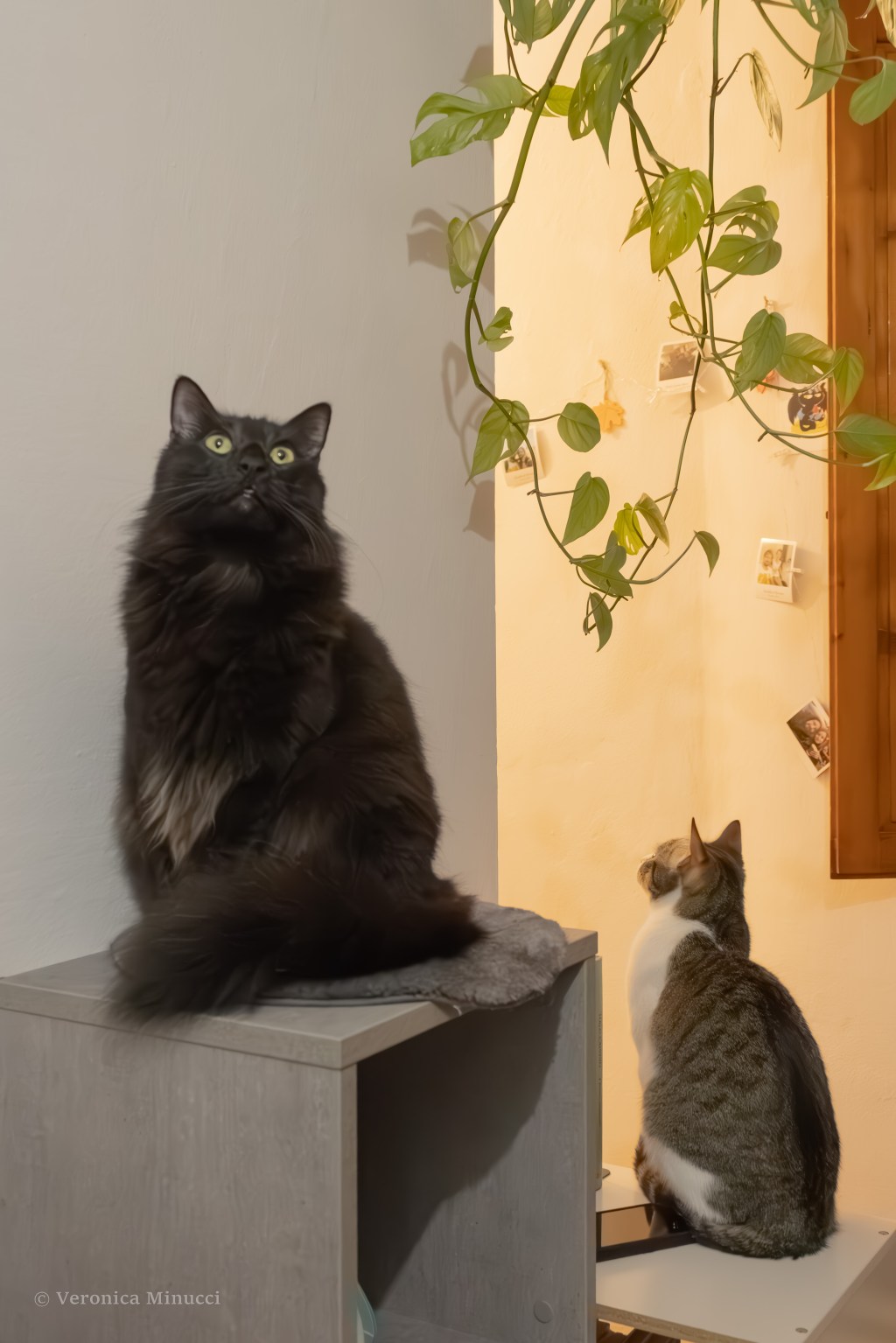 From a Broken Branch: A Lesson in&nbsp;Resilience