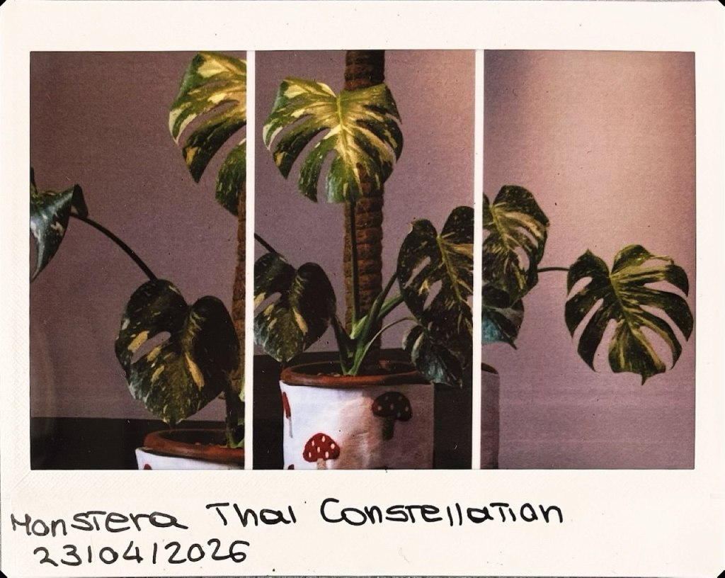 Brick by brick, leaf by leaf: Building a keepsake for the&nbsp;future